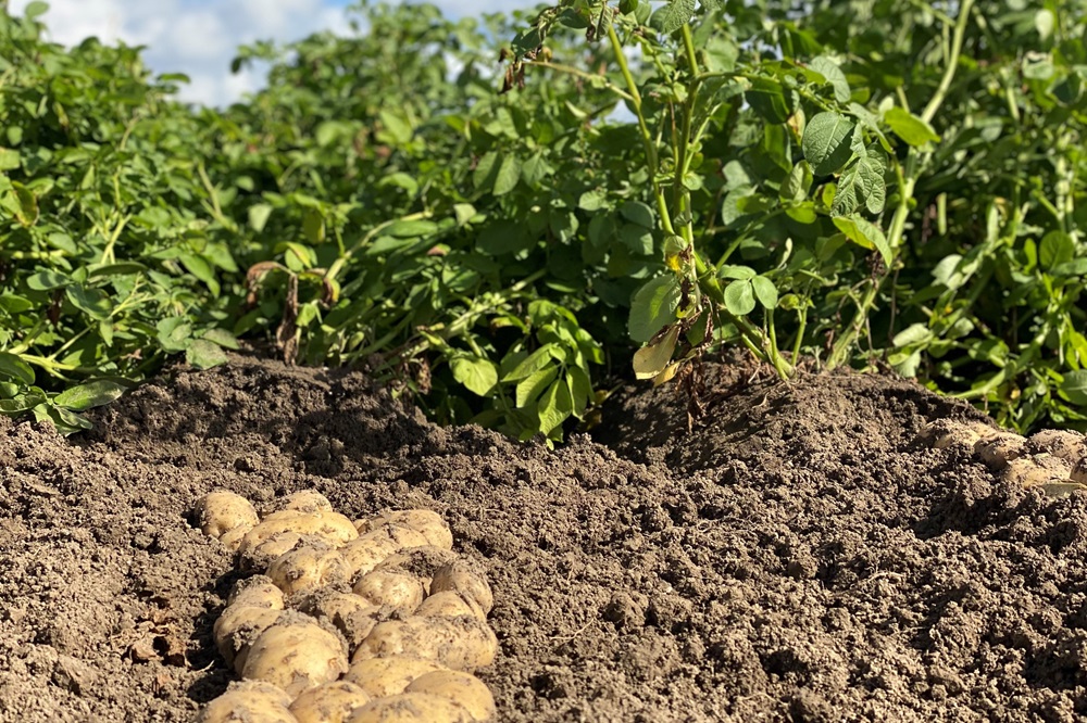 Is aardappelen telen nog rendabel in 2030?